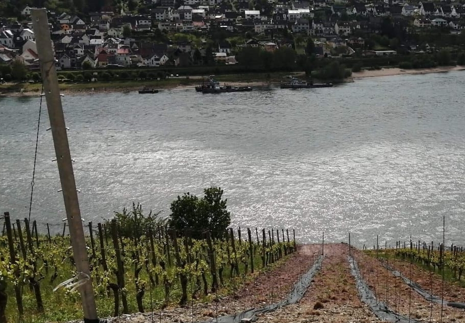 Frisch gepflanzte Rieslingreben mit Blick auf den Rhein - Foto J. Neher