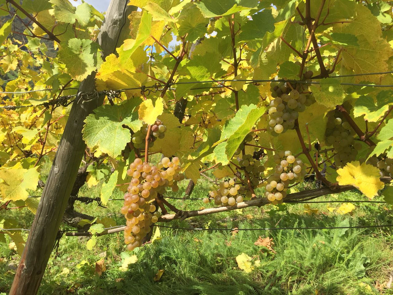 Rieslingtrauben im goldenen Herbstlaub