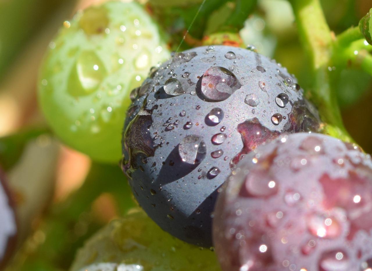 Farbenspiel der Spätburgundertrauben nach dem erfrischenden Regen. Foto E. Kunz