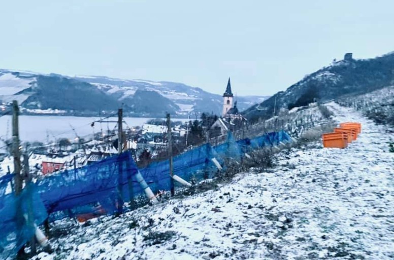 Blick auf Lorch - im Vordergrund die Lage Schlossberg während der Eisweinlese