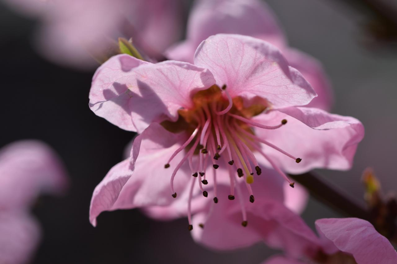 Blüten des Weinbergspfirsich - Foto A. Kunz